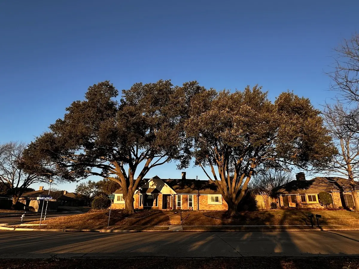 Established residential canopy tree shading a home in Pine Mountain